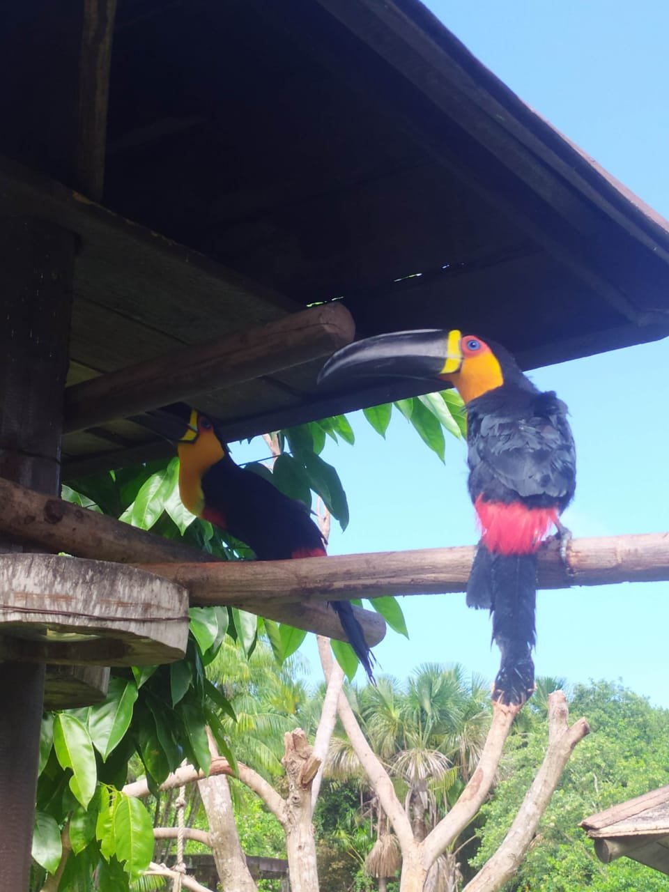 You are currently viewing Mangal das Garças tem um novo casal: os dois tucanos-de-bico-preto estão namorando