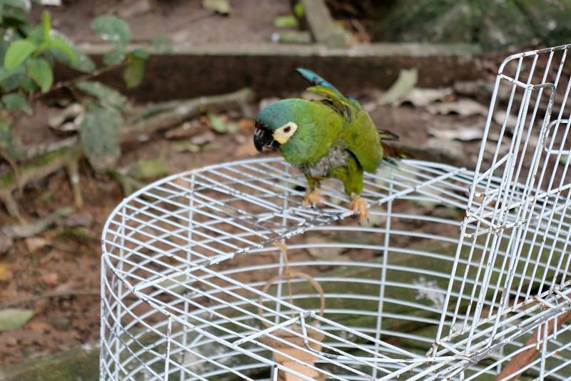 Leia mais sobre o artigo Mangal das Garças realiza soltura de aves resgatadas