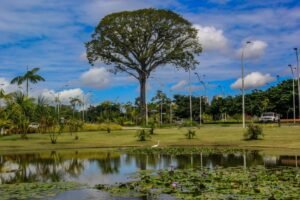 Leia mais sobre o artigo No dia da árvore, Mangal das Garças e Parque do Utinga são reservas fundamentais à cidade