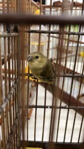 Leia mais sobre o artigo Novos pássaros chegam ao Mangal das Garças, após serem resgatados pela SEMMA de Salvaterra