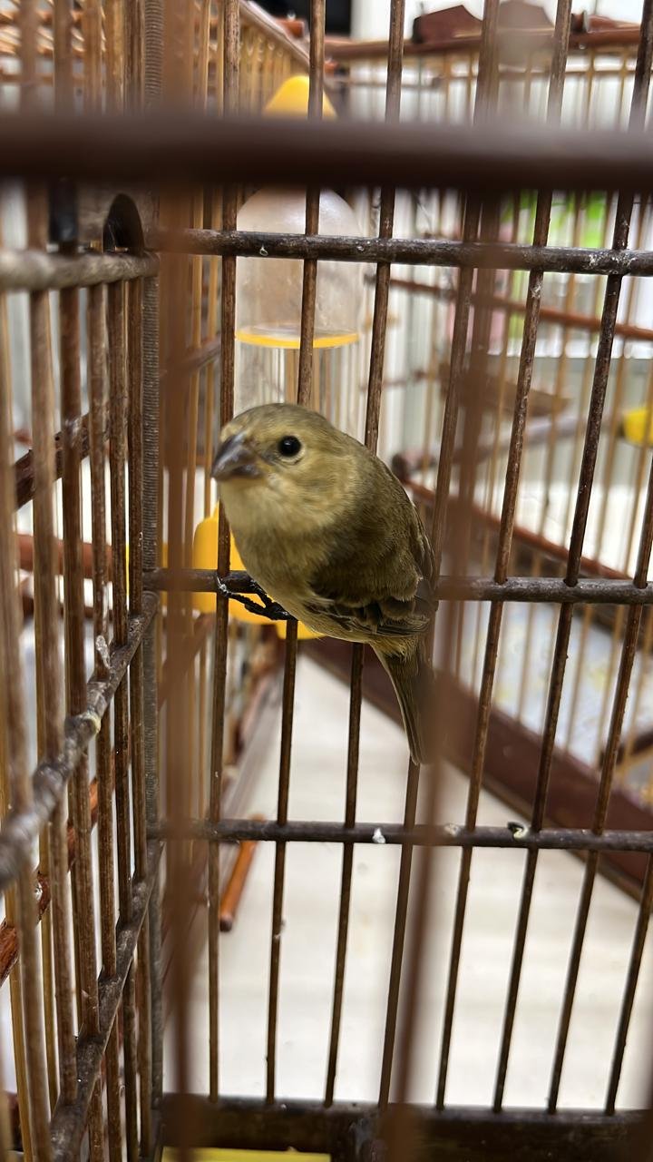 Leia mais sobre o artigo Novos pássaros chegam ao Mangal das Garças, após serem resgatados pela SEMMA de Salvaterra