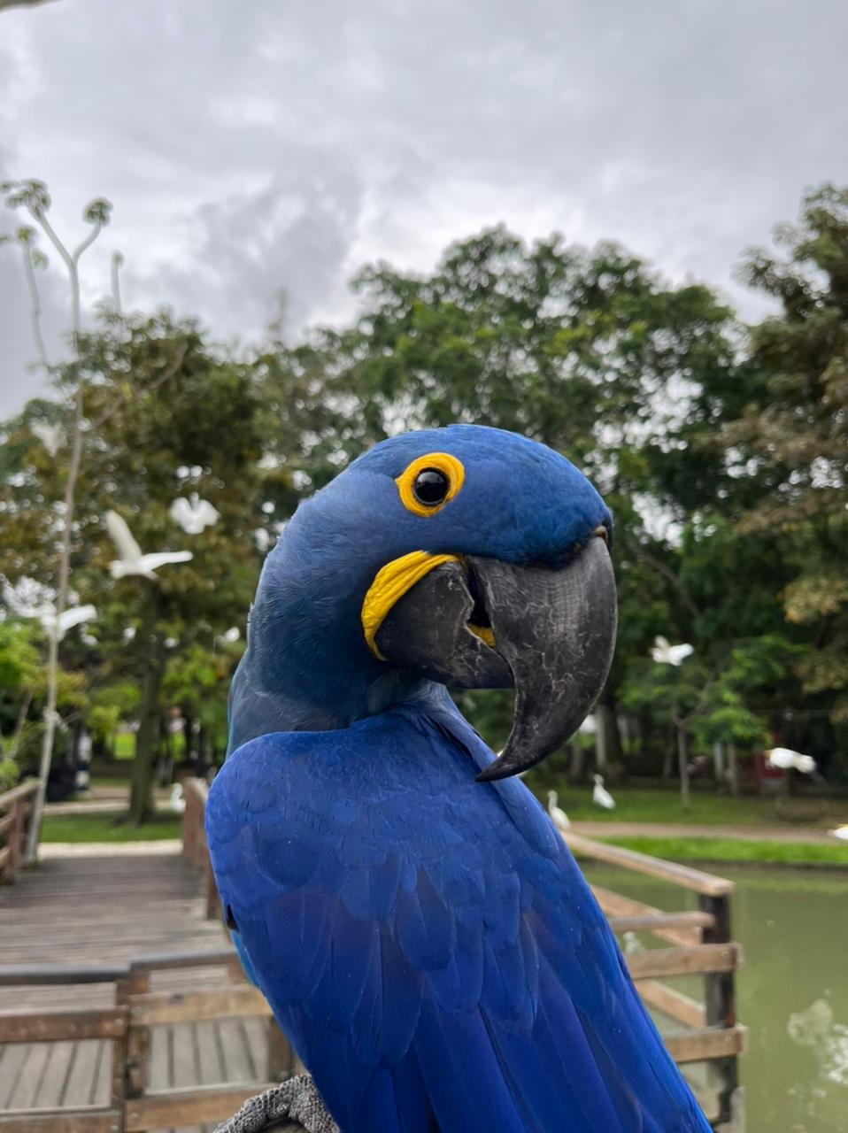 Leia mais sobre o artigo Elza, a arara-azul do Mangal, é inserida na ilha das aves