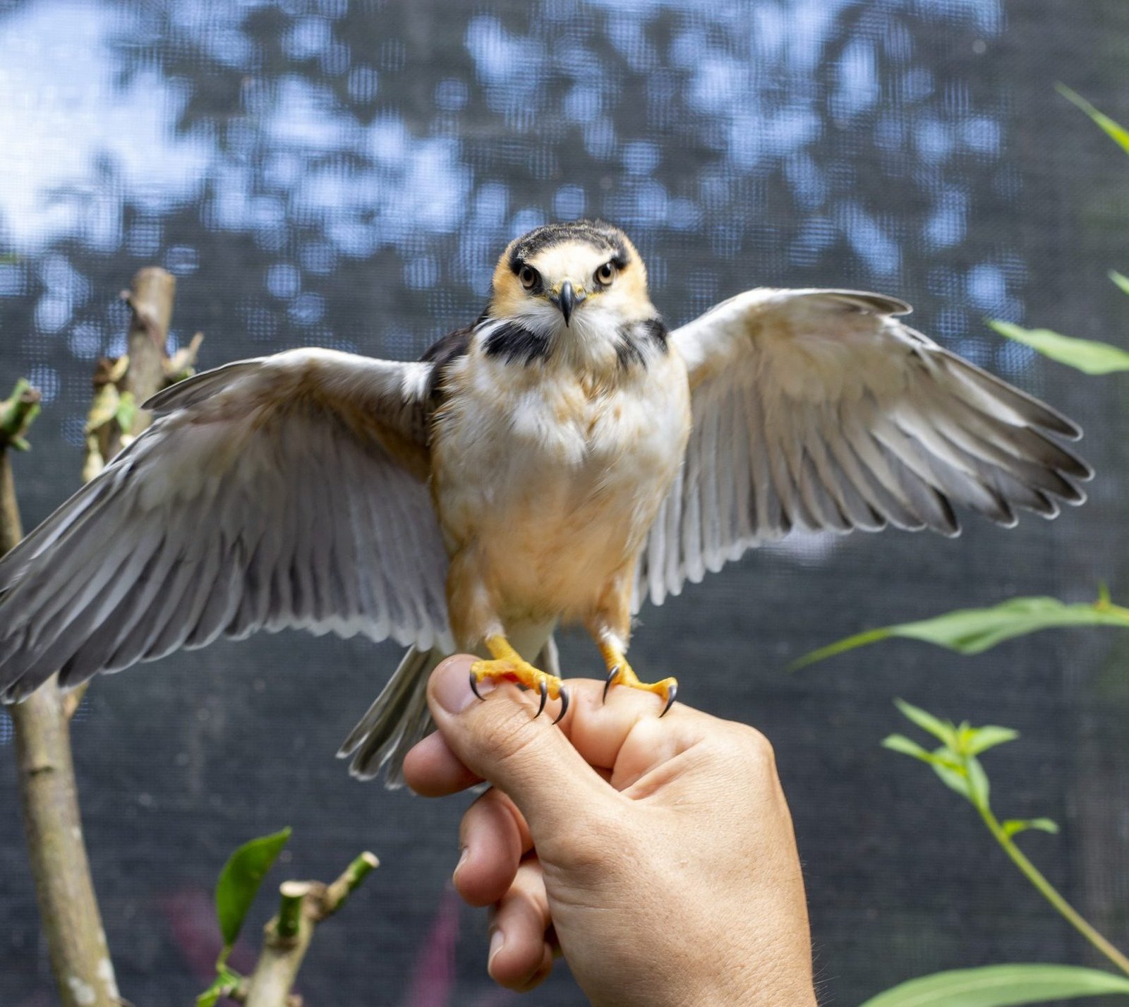 Leia mais sobre o artigo Parque Mangal das Garças ganha quatro novas espécies de aves em Belém