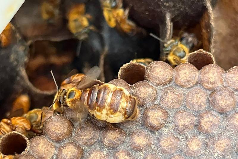 Você está visualizando atualmente Projeto de educação ambiental promove cultivo de abelhas nativas no Parque Mangal das Garças